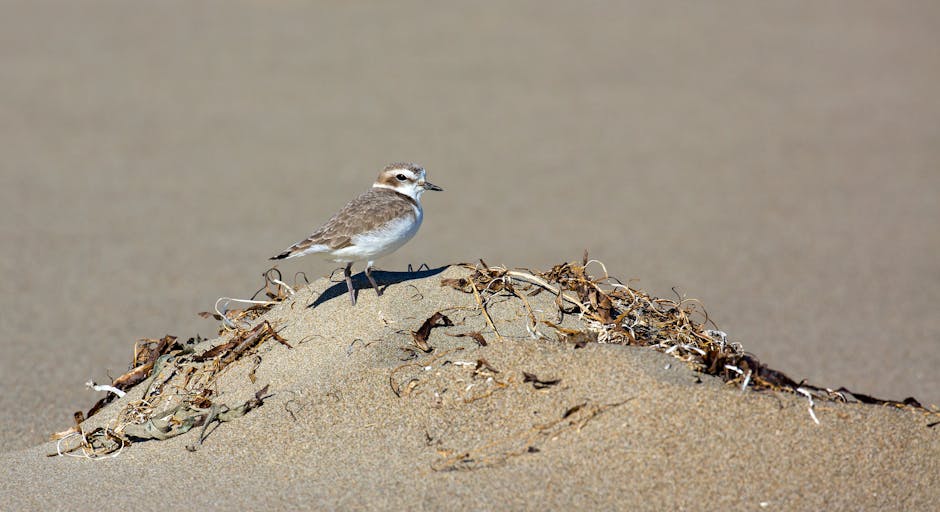 A small bird with brown and white plumage stands on top of a mound of sand and dried plant material, likely debris or seaweed, at a beach or coastal area. The bird is positioned to the left of the image, facing slightly to the right, with a sandy background and soft, natural lighting illuminating its feathers. The surrounding area includes fine sand and scattered twigs or dried seaweed, with no other objects or animals visible. Although the image focuses on the bird and the textural surface of the sand and debris, it does not depict any furniture, packing materials, or moving equipment. This scene is unrelated to house removals or relocation services but could be used in a context discussing environmental or natural elements associated with coastal environments, subtly supporting content related to packing or transport within a moving service framework for a company like Removal Company Kentish Town, specializing in house removals.